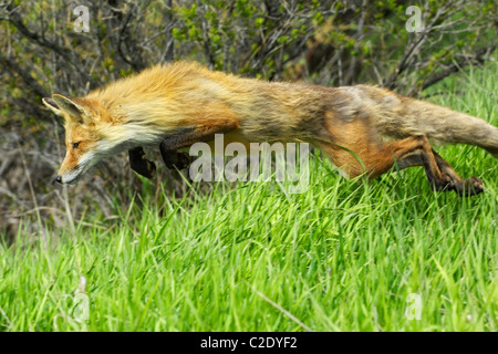 Red Fox jumping for prey Stock Photo