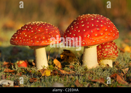 Amanita muscaria, commonly known as the fly agaric Stock Photo
