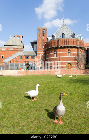 Geese in front of the Royal Shakespeare Company theatre at Stratford upon Avon, Warwickshire, England, UK Stock Photo