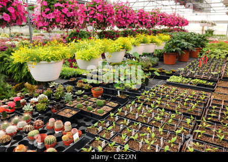 Various flowers and cactus plants inside nursery Stock Photo