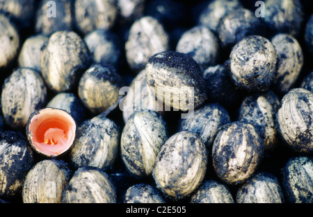 Century Eggs  China Stock Photo