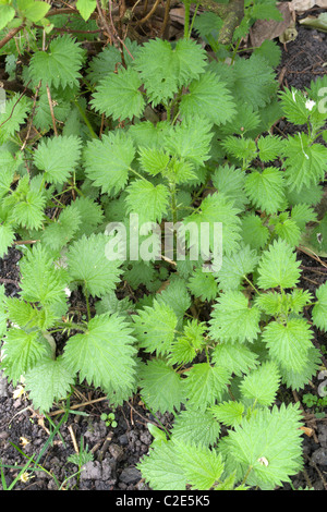 A Clump of Common Stinging Nettles ( Urtica dioica ), in spring, UK Stock Photo