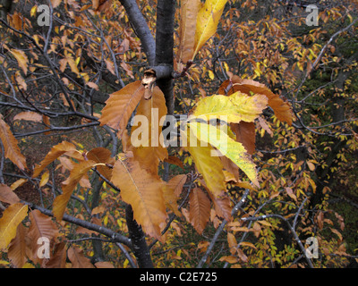 Sweet chestnut leaves  (Castanea sativa) Stock Photo