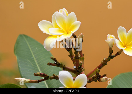 Close-up of jasmine flowers and droplets Stock Photo