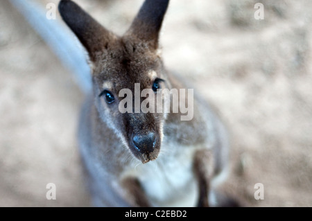 A close up portrait of a young western grey giant kangaroo, taken at Gators and Friends, a zoo in Shreveport-Bossier, Louisiana, United States. Stock Photo