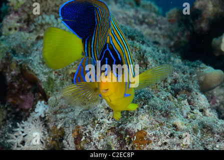 Regal angelfish, fish, Saint John Reefs, Red Sea, Egypt Stock Photo