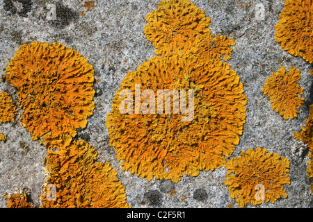 Yellow Orange Rosette Of The Maritime Lichen Caloplaca thallincola On Rocks At Conwy RSPB Reserve, Wales Stock Photo
