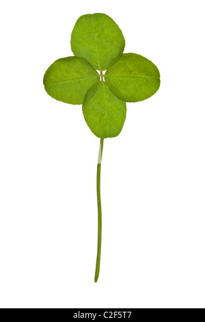 Four Leaf Clover isolated on white Stock Photo