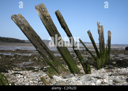 Wooden Groyne At The Spinnies Nature Reserve On The Ogwen Estuary, Menai Strait, Wales Stock Photo