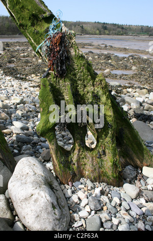 Detail On A Wooden Groyne At The Spinnies Nature Reserve On The Ogwen Estuary, Penrhyn, Wales Stock Photo