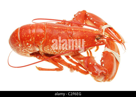 Side view of a whole cooked lobster isolated against white Stock Photo