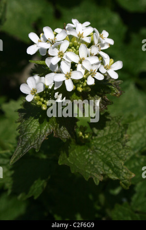 Garlic Mustard (a.k.a. Jack-by-the-Hedge) Alliaria petiolata Taken at The Spinnies Nature Reserve, Wales