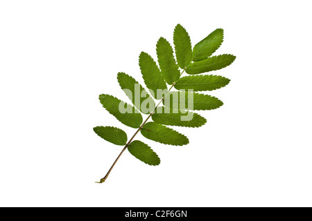 Ash Branch and leaves isolated on white background. Stock Photo