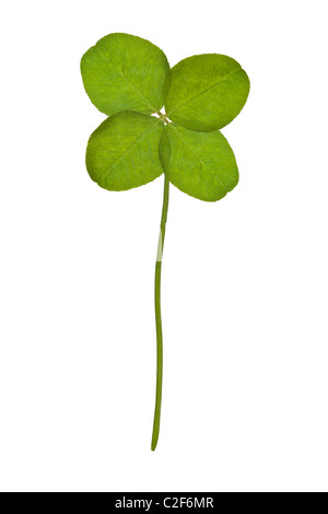 Four Leaf Clover isolated on white Stock Photo