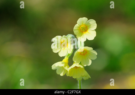 Yellow Oxlip Primula Elatior, Hayley Wood, Cambridgeshire, England, UK Stock Photo