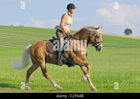 Young rider galloping on back of a Haflinger horse stallion. Stock Photo