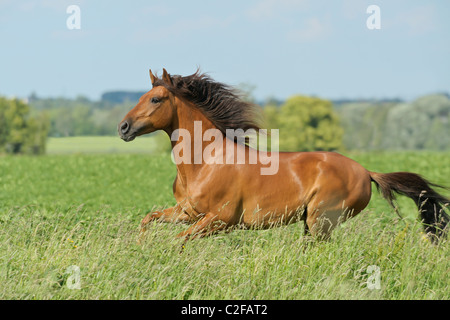 Paso Fino horse galloping in a meadow Stock Photo