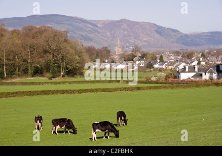 Pastoral country scene with Holstein Friesian herd of dairy cows cattle grazing in a field on outskirts of town. Keswick, Cumbria, England, UK. Stock Photo