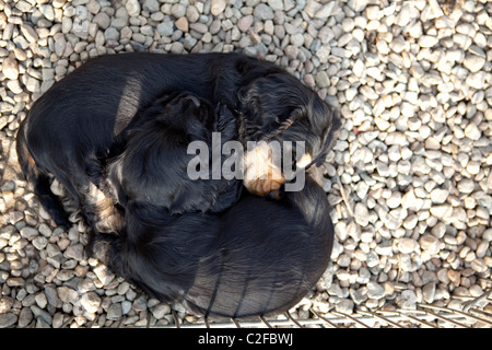 Puppies sleeping together on the ground Stock Photo