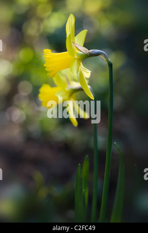 Yellow Daffodils - Tete a Tete Narcissi Stock Photo