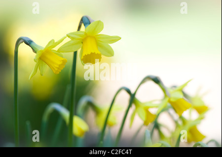 Yellow Daffodils - Tete a Tete Narcissi Stock Photo