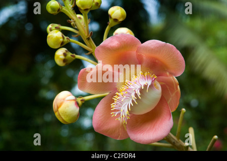 Cannonball Tree Flower (Couroupita guianensis) Sri Lanka Stock Photo