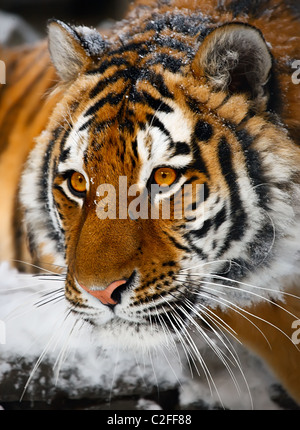 Yiung tiger portrait. Novosibirsk ZOO Stock Photo