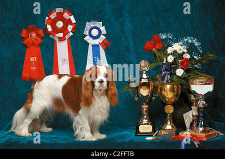 Cavalier King Charles Spaniel male with his many trophies Stock Photo