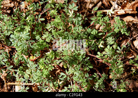 Climbing Corydalis, Ceratocapnos claviculata (Corydalis claviculata), Fumariaceae. British Wild Flower. Stock Photo