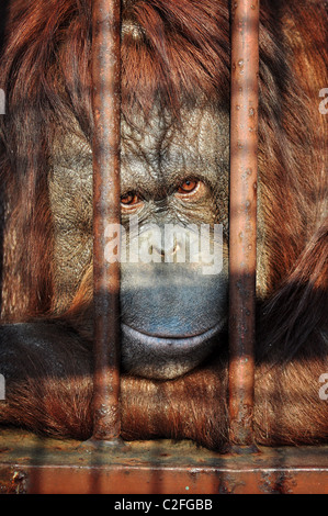Close up portrait of an orang-utan behing the bars in the zoo with the sad look in his eyes. Stock Photo