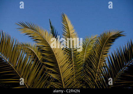palm tree illuminated at night palm tree illuminated at night