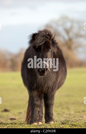 Shetland pony grazing in a field, Somerset Stock Photo