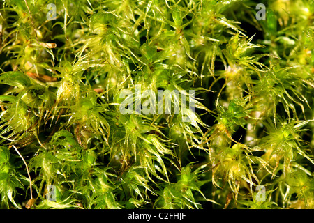 Green Peat Moss (Sphagnum) Background Stock Photo