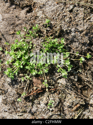 Thyme-leaved Sandwort, Arenaria serpyllifolia, Caryophyllaceae. Stock Photo