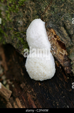 White Slime Mould, False Puffball, Enteridium lycoperdon, Reticulariaceae, Mycetozoa, Myxogastria, Amoebozoa. Stock Photo