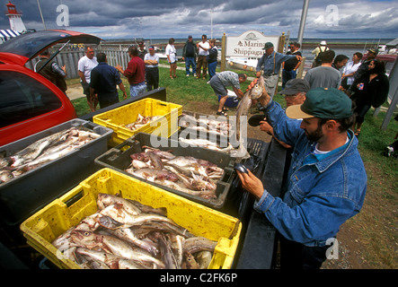 French-Canadian, Canadian, fishermen, fish market, marina, Shippagan, Gloucester County, New Brunswick Province, Canada Stock Photo