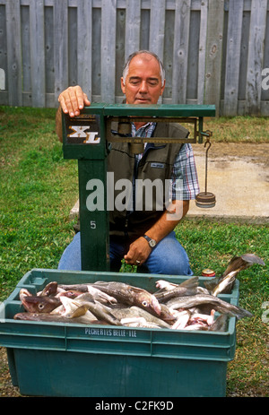 1, one, French-Canadian, Canadian, man, fisherman, weighing fish, marina, Shippagan, New Brunswick Province, Canada Stock Photo