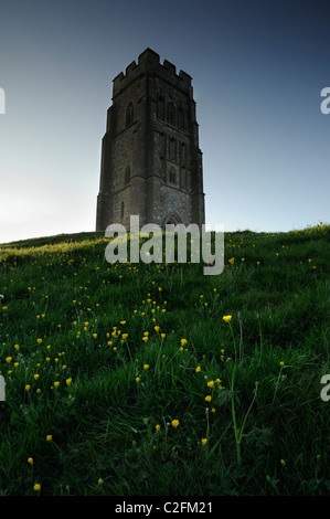 Buttercups growing on the slopes of Glastonbury Tor, Somerset. St Michael's tower is visible in the background. Stock Photo