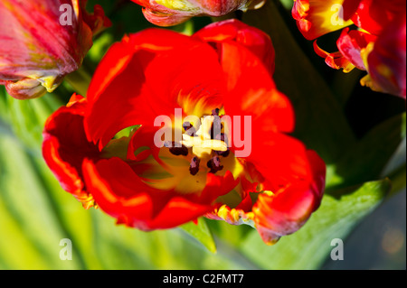 Red Tulips in a bunch; rote Tulpen Stock Photo