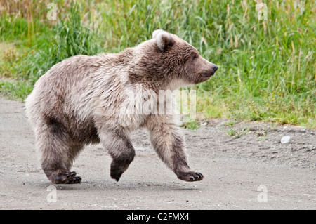 Grizzly Bear Cub Running, Ursus arctos horriblis, Brooks River, Katmai National Park, Alaska, USA Stock Photo