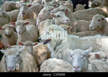 Maremma Sheepdog herding Finn-Dorset  sheep, Stone Barns Center for Food and Agriculture, Pocantico Hills, New York, USA