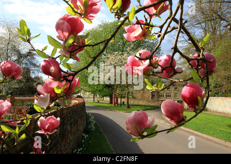 Blossoming Magnolia tree, Magnolia, Spring time, flowers, flowering,  bursting into life. village blooms, England, red telephone box, village green BT Stock Photo