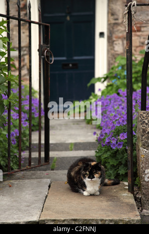Close up of a tabby cat sat waiting at an open gate outside a house in Vicars Close, City of Wells, Somerset, England Stock Photo