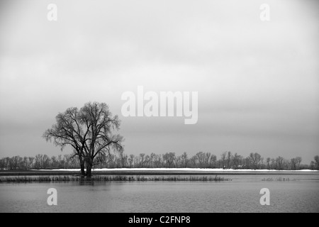 Isolated Tree in Water Black and White Photograph Stock Photo