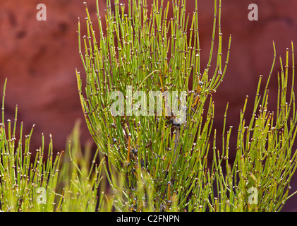 A closeup view of Mormon Tea plant in Canyonlands national Park, Utah, USA. Stock Photo