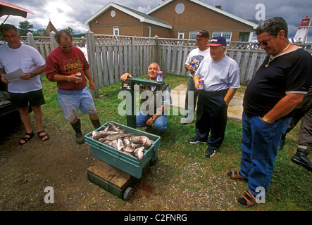 French-Canadian, Canadian, fisherman, weighing fish, catch, marina, Shippagan, Gloucester County, New Brunswick Province, Canada Stock Photo