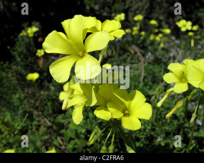 Bermuda Buttercup (Oxalis pes-caprae) Stock Photo