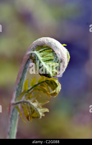 Dryopteris  commonly called wood ferns, male ferns, and buckler ferns Stock Photo