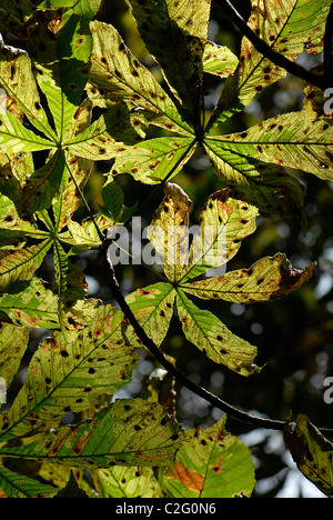 Damaged leaves of the Horse Chestnut Tree caused by the Horse Chestnut leaf miner  moth - Cameraria ohridella Stock Photo