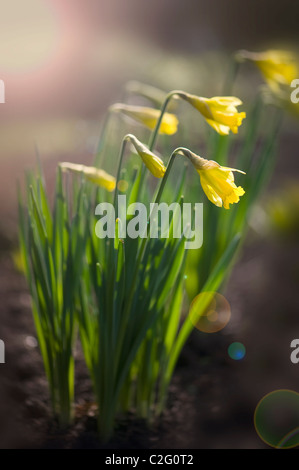 Yellow Daffodils - Tete a Tete Narcissi Stock Photo